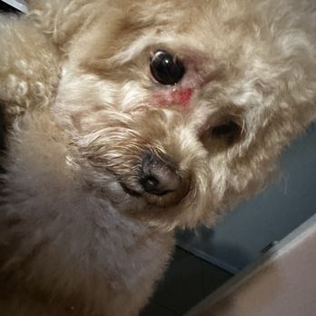 Happy Dog Grooming - Pet Groomers Near Me - Ontario, California Happy Dog Grooming - Pet Groomers Near Me - Ontario, California