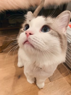 pet grooming home service near me