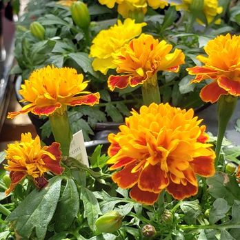 Uncle Doug’s - Flowers for your yards! - Barbeque Near Me - Douglass, Texas Uncle Doug’s - Flowers for your yards! - Barbeque Near Me - Douglass, Texas