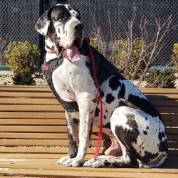 Sit Means Sit - Durango 220lb Great Dane