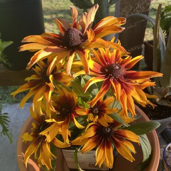 Rain Forest Nursery - Nurseries & Gardening Near Me - Manteca, California