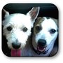 Photo of Critter Care & Cab Pet