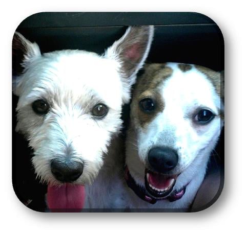 Critter Care & Cab Pet - pet boarding facility in Knoxville, TN