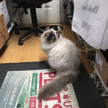 Pamper Ur Pets - New store kitty - Pet Stores Near Me - New York, New York Pamper Ur Pets - New store kitty - Pet Stores Near Me - New York, New York