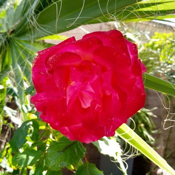 BOCA by Chef Maria Mazon - Pretty flower on the patio - Mexican Near Me - Tucson, Arizona BOCA by Chef Maria Mazon - Pretty flower on the patio - Mexican Near Me - Tucson, Arizona