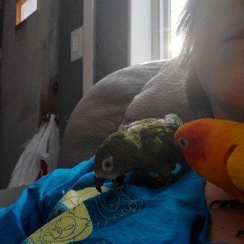 Petco - Asriel teaching Nephrite to bird. - Pet Training Near Me - Carson City, Nevada Petco - Asriel teaching Nephrite to bird. - Pet Training Near Me - Carson City, Nevada