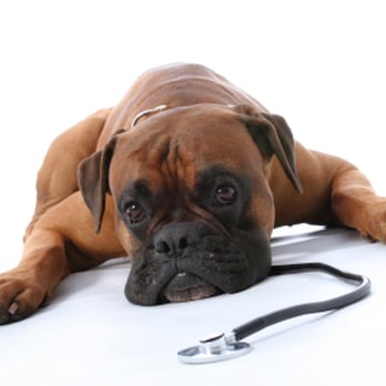 1. Wateree Animal Hospital