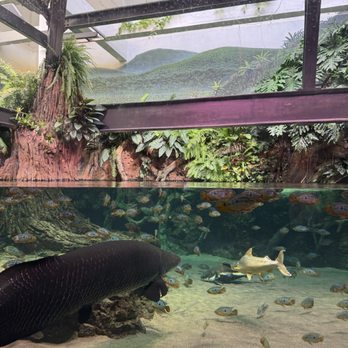 Shedd Aquarium - Aquariums Near Me - Chicago, Illinois Shedd Aquarium - Aquariums Near Me - Chicago, Illinois
