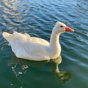 Quinn's Lighthouse - Neighborhood goose - Seafood Near Me - Oakland, California Quinn's Lighthouse - Neighborhood goose - Seafood Near Me - Oakland, California