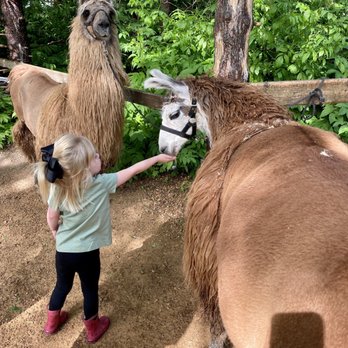 Carlson's Llovable Llamas - Zoos Near Me - Waconia, Minnesota Carlson's Llovable Llamas - Zoos Near Me - Waconia, Minnesota