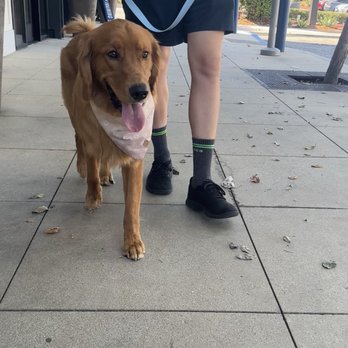 Kelev K-9 - Pet Training Near Me Kelev K-9 - Pet Training Near Me