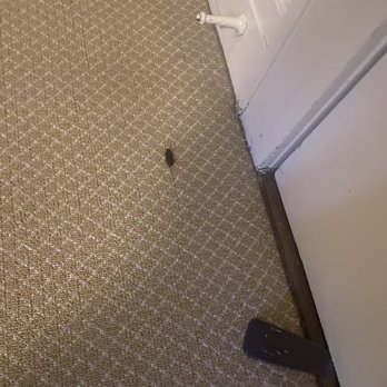 The Duke Mansion - Roach on floor - Bed & Breakfast Near Me - Charlotte, North Carolina The Duke Mansion - Roach on floor - Bed & Breakfast Near Me - Charlotte, North Carolina