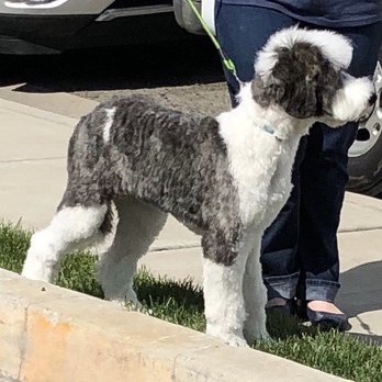A Cut Above - Pet Groomers Near Me - Paso Robles, California