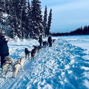Last Frontier Mushing Co-op - Sledding Near Me - Fairbanks, Alaska
