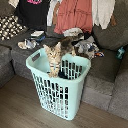 Great Plains SPCA - Benji Button helping with the laundry