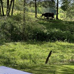 Byrd's Branch Campground