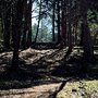 Photo of Thomas McAllister Winget Park