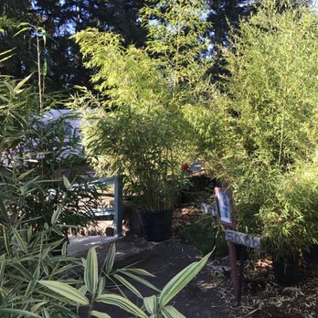 JA Bamboo Nursury - Nurseries & Gardening Near Me - Shoreline, Washington JA Bamboo Nursury - Nurseries & Gardening Near Me - Shoreline, Washington