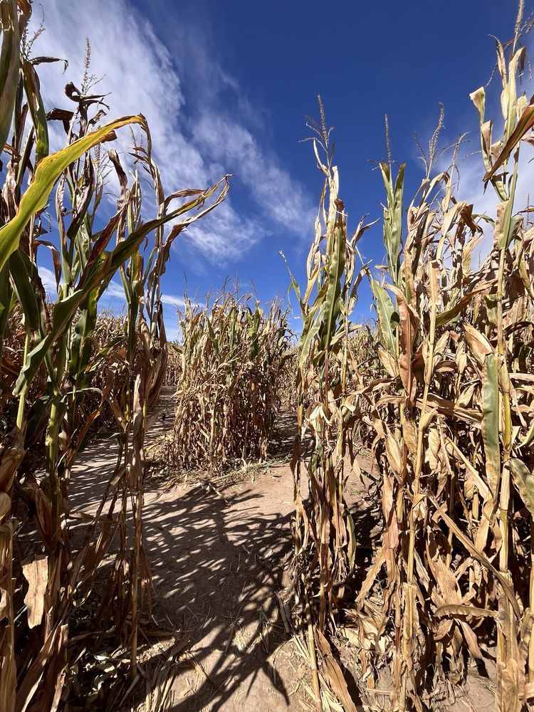 Mesilla Valley Maze
