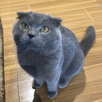 Coffee Cat - Those ears! - Cafes Near Me - Angeles City, PAM