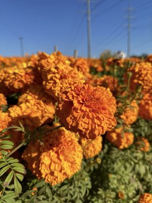 Carlsbad Strawberry Company by null