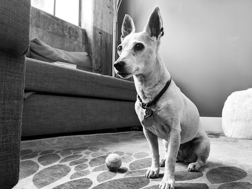 HEART’S EASE VETERINARY CARE Updated May 2024 14 Photos & 21