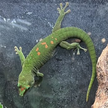 Pet Planet - Pet Planet at 272 S. Decatur Blvd 10/21/2023 Cute gecko - Pet Stores Near Me - Las Vegas, Nevada Pet Planet - Pet Planet at 272 S. Decatur Blvd 10/21/2023 Cute gecko - Pet Stores Near Me - Las Vegas, Nevada