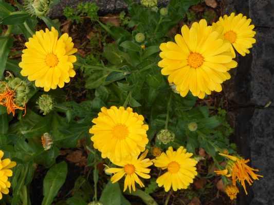 Parque de Santa Catarina by null