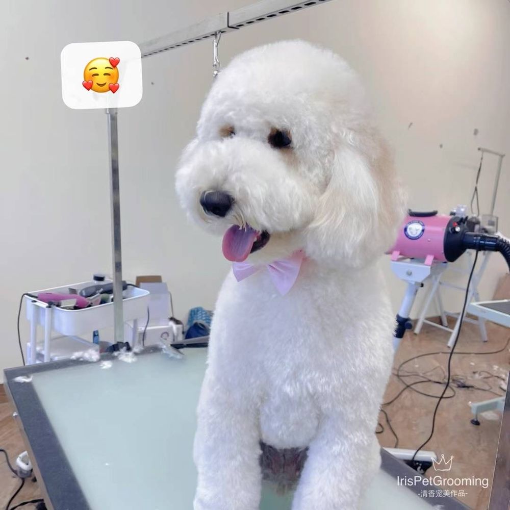 NONO PET GROOMING 123 Photos & 59 Reviews 68 Rio Rancho Rd, Pomona