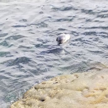 Children's Pool - Where's he going? - Beaches Near Me - La Jolla, California Children's Pool - Where's he going? - Beaches Near Me - La Jolla, California