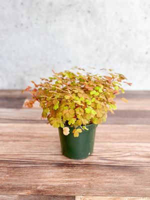 Ed's Plant Shop by null