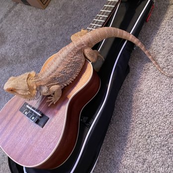 The Serpentarium - My beardy with a uke - Pet Stores Near Me - Modesto, California The Serpentarium - My beardy with a uke - Pet Stores Near Me - Modesto, California