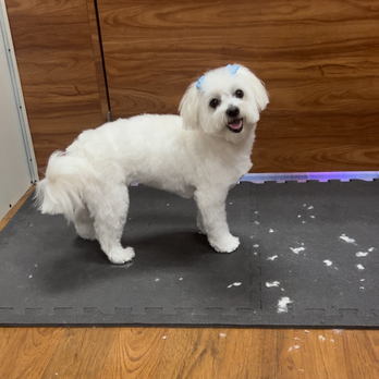Ultimate Dog Grooming - Beautifully groomed and ready to go home to see her mama!! - Pet Groomers Near Me - Macomb, Michigan