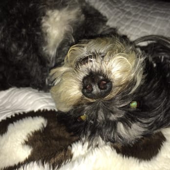 Pet Paradise - Sadie! - Pet Sitting Near Me - Bend, Oregon Pet Paradise - Sadie! - Pet Sitting Near Me - Bend, Oregon