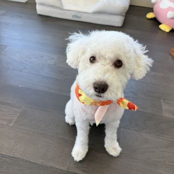 Mobile Dallas Pet Grooming - Pet Groomers Near Me Mobile Dallas Pet Grooming - Pet Groomers Near Me