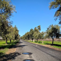 Entrance to Jessie's Grove Winery, flanked by olive trees