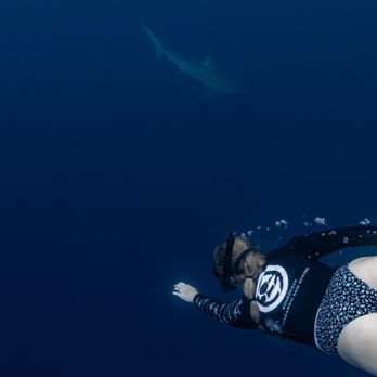 One Ocean Diving - Free Diving Near Me - Haleiwa, Hawaii One Ocean Diving - Free Diving Near Me - Haleiwa, Hawaii