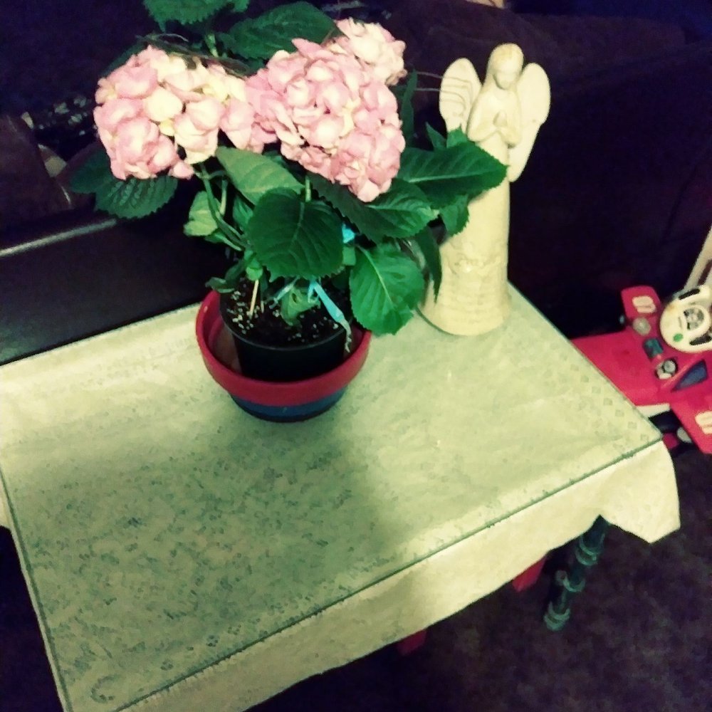 The Flower Box - Pink plant - Florists Near Me - Dinuba, California The Flower Box - Pink plant - Florists Near Me - Dinuba, California