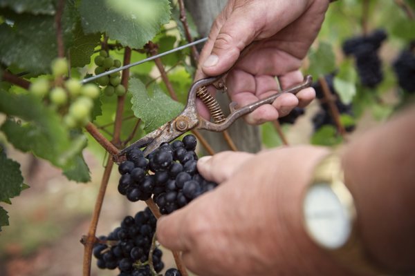 Kramer Vineyards by null