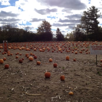 Skelly's Farm Market - A field of pumpkins - Fruits & Veggies Near Me - Janesville, Wisconsin Skelly's Farm Market - A field of pumpkins - Fruits & Veggies Near Me - Janesville, Wisconsin