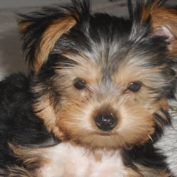 Lucky Dog Grooming - Penny