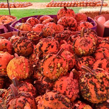 Bates Nut Farm - More pumpkins! - Specialty Food Near Me - Valley Center, California