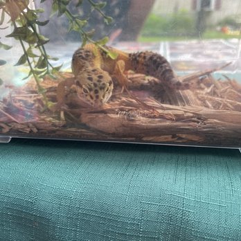 Rainforest Reptile Shows - Party & Event Planning Near Me - Beverly, Massachusetts