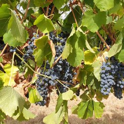 Tahbilk Winery