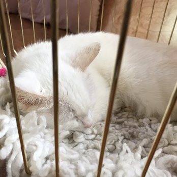 NEKO: A Cat Cafe - Themed Cafes Near Me - Seattle, Washington NEKO: A Cat Cafe - Themed Cafes Near Me - Seattle, Washington