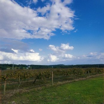 Lakeridge Winery & Vineyards - Vineyard - Wineries Near Me - Clermont, Florida Lakeridge Winery & Vineyards - Vineyard - Wineries Near Me - Clermont, Florida