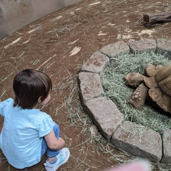 SeaQuest - Folsom - Salcuta tortoise petting area. - Aquariums Near Me - Folsom, California SeaQuest - Folsom - Salcuta tortoise petting area. - Aquariums Near Me - Folsom, California