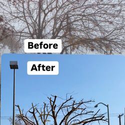 Tree pruned