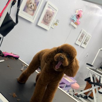 Shiny Paws - Pet Groomers Near Me - Gardena, California Shiny Paws - Pet Groomers Near Me - Gardena, California