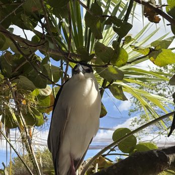 Flamingo Gardens - Botanical Gardens Near Me - Davie, Florida